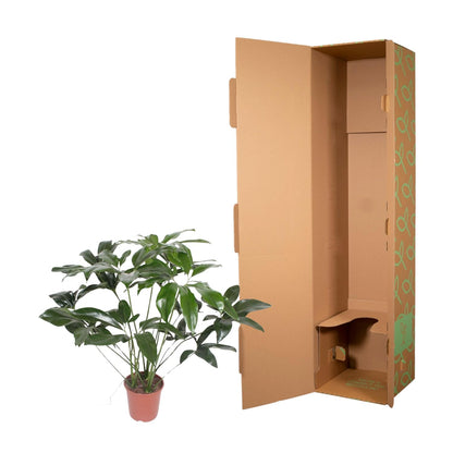 Kamerplant - Philodendron Green Wonder - Pot Ø 24cm Hoogte ↕ 100cm