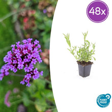 Buitenplant 48x Verbena bonariensis - Bloeiend - Pot Ø 9cm Hoogte ↕ 10-25cm