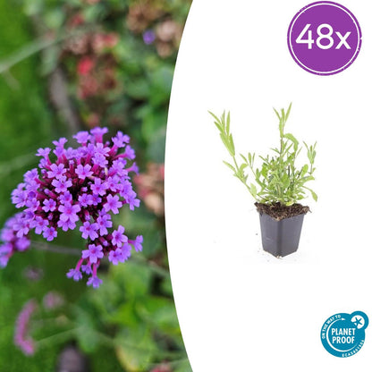 Buitenplant 48x Verbena bonariensis - Bloeiend - Pot Ø 9cm Hoogte ↕ 10-25cm