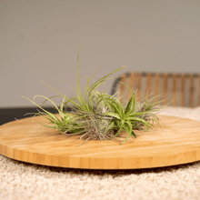 Kamerplant 20x Tillandsia Air mix - Pot Ø 6cm Hoogte ↕ 6cm