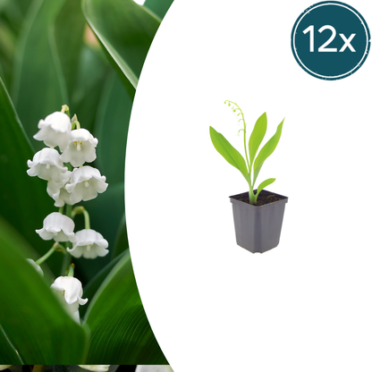Buitenplant 12x Convallaria majalis - Bloeiend - Pot Ø 9cm Hoogte ↕ 10-25cm