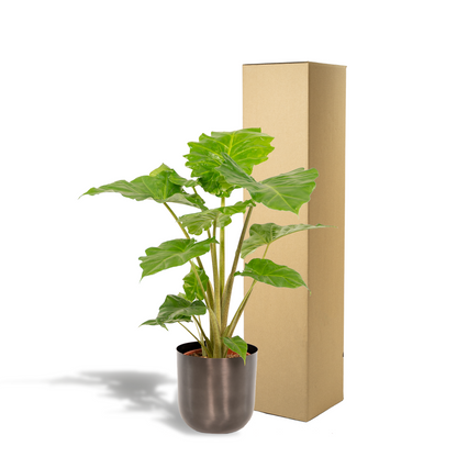 Kamerplant - Alocasia Portodora - Inclusief sierpot - Pot Ø 21cm Hoogte ↕ 80cm