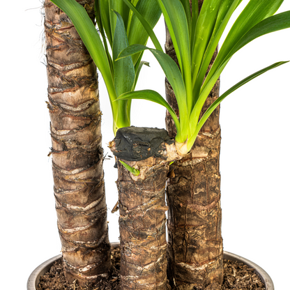 XL kamerplant - Yucca Elephantipes - Pot Ø 24cm Hoogte ↕ 120-140cm