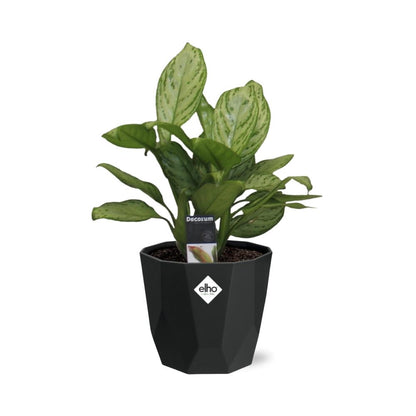 Kamerplant - Aglaonema Christina - Pot Ø 14cm