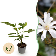 Buitenplant - Magnolia stellata - Bloeiend - Pot Ø 12cm Hoogte ↕ 30cm