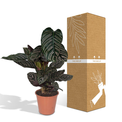 Kamerplant - Calathea Ornata - Pot Ø 19cm Hoogte ↕ 75cm