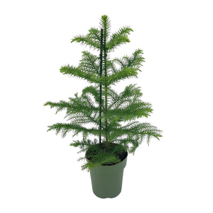 Kamerplant - Araucaria Heterophylla - Pot Ø 14cm Hoogte ↕ 40cm