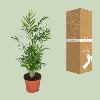 Kamerplant - Chamaedorea Elegans - Mexicaanse Bergpalm - Pot Ø 17cm Hoogte ↕ 55cm