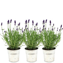 Buitenplant 3x Lavandula angustifolia Felice® in Old Look sierpot - Bloeiend - Pot Ø 13cm