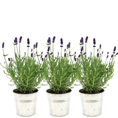 Buitenplant 3x Lavandula angustifolia Felice® in Old Look sierpot - Bloeiend - Pot Ø 13cm