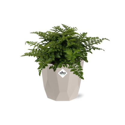 Kamerplant - Asplenium Parvati - Pot Ø 14cm