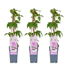 Buitenplant 3x Clematis 'Hagley Hybrid' - Bloeiend - Pot Ø 15cm Hoogte ↕ 65cm