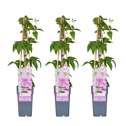 Buitenplant 3x Clematis 'Hagley Hybrid' - Bloeiend - Pot Ø 15cm Hoogte ↕ 65cm