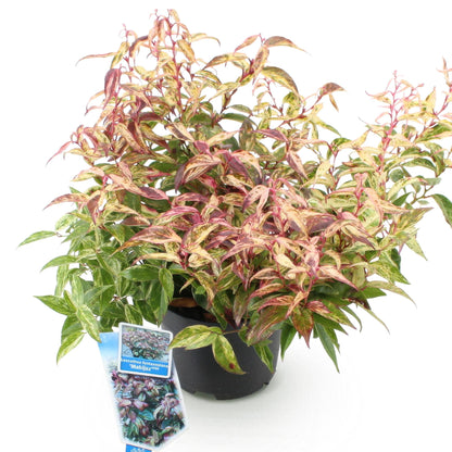 Buitenplant - Leucothoe Makijaz - Groenblijvend - Pot Ø 17cm Hoogte ↕ 45cm
