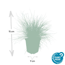 Buitenplant 6x Festuca glauca 'Elijah Bleu' - Pot Ø 9cm Hoogte ↕ 10-25cm
