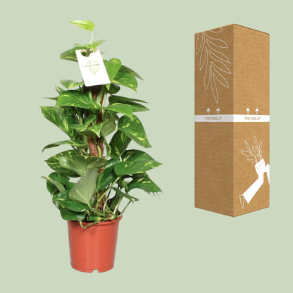 Kamerplant - Epipremnum Aureum - Pot Ø 15cm Hoogte ↕ 60cm