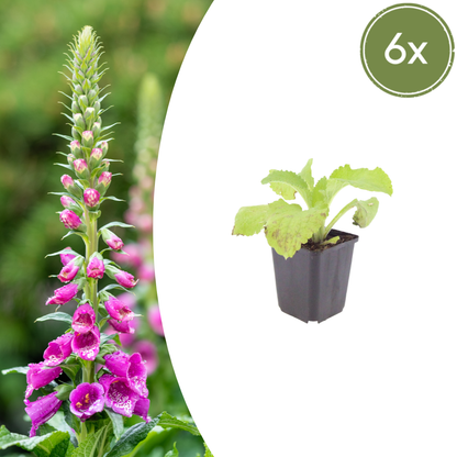 Buitenplant 6x Digitalis purpurea - Bloeiend - Pot Ø 9cm Hoogte ↕ 10-25cm