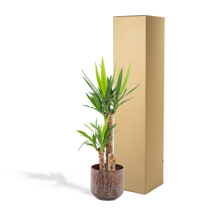 Kamerplant - Yucca - Pot Ø 21cm Hoogte ↕ 100cm