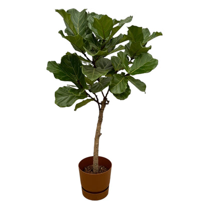 XL kamerplant - Ficus lyrata stam - Pot Ø 30cm Hoogte ↕ 160cm