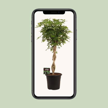 XL kamerplant - Schefflera Arb. Gold Capella - Luchtzuiverend - Pot Ø 32cm Hoogte ↕ 130cm
