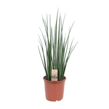 Kamerplant - Sansevieria Mikado - Pot Ø 19cm Hoogte ↕ 70cm