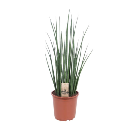 Kamerplant - Sansevieria Mikado - Pot Ø 19cm Hoogte ↕ 70cm