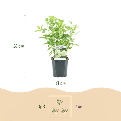 Buitenplant - Hydrangea panniculata 'Limelight' - Bloeiend - Pot Ø 17cm Hoogte ↕ 50cm