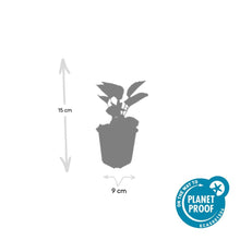 Buitenplant 24x Echinacea purpurea 'Magnus' - Bloeiend - Pot Ø 9cm Hoogte ↕ 10-25cm
