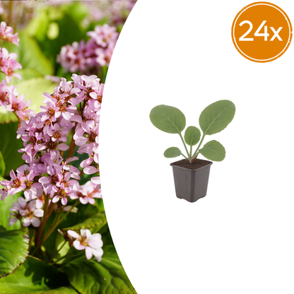 Buitenplant 24x Bergenia cordifolia - Bloeiend - Pot Ø 9cm Hoogte ↕ 10-25cm
