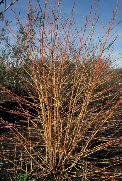 Buitenplant 12x Cornus sang. 'Anny's Winter Orange' - Pot Ø 9cm Hoogte ↕ 10-25cm