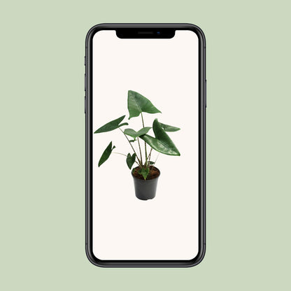 Kamerplant - Alocasia Zebrina - Pot Ø 21cm Hoogte ↕ 80cm