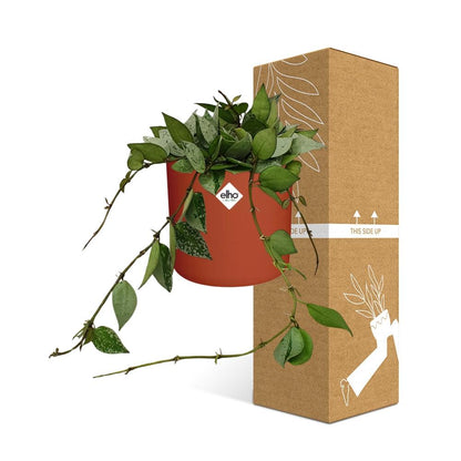 Kamerplant - Hoya Krohniana Eskimo - Inclusief sierpot - Pot Ø 14cm