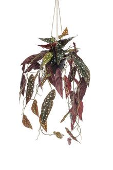 Kunstplant - Begonia Maculata Stippenbegonia - Hoogte ↕ 80cm