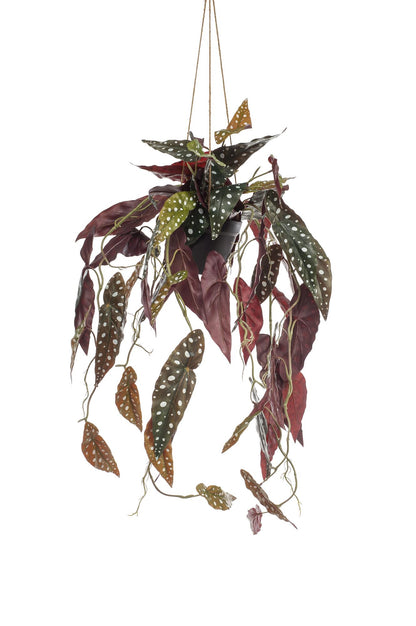 Kunstplant - Begonia Maculata Stippenbegonia - Hoogte ↕ 80cm