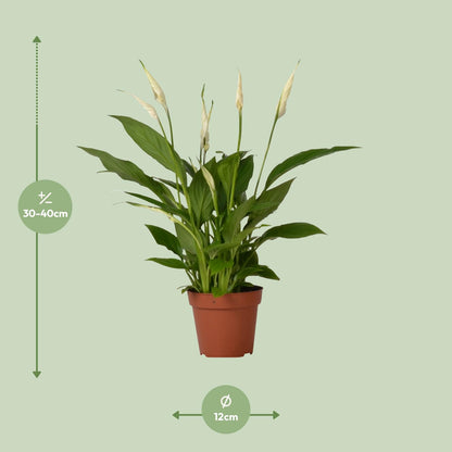 Kamerplant - Spathiphyllum Bingo Cupido - Pot Ø 12cm Hoogte ↕ 45cm