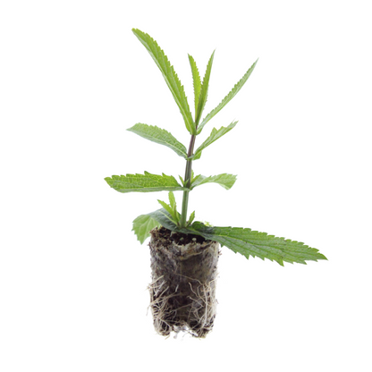Buitenplant 6x Verbena - Bloeiend - Balkonplant