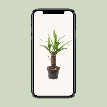 Kamerplant - Yucca Elephantipes - Pot Ø 12cm Hoogte ↕ 30cm