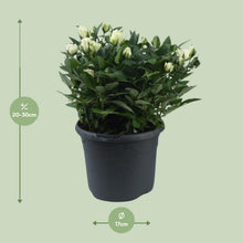Buitenplant - Rosa Jewel Patio White - Bloeiend - Pot Ø 17cm Hoogte ↕ 30cm