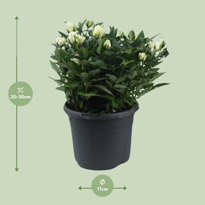 Buitenplant - Rosa Jewel Patio White - Bloeiend - Pot Ø 17cm Hoogte ↕ 30cm