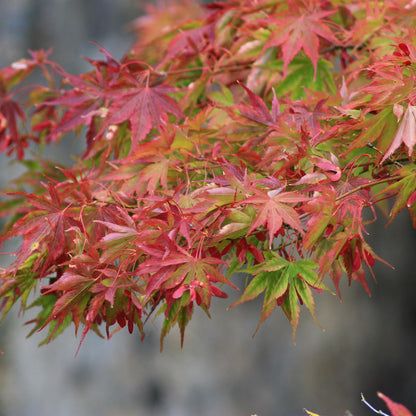 Buitenplant 2x Acer palmatum Beni Maiko - Pot Ø 19cm Hoogte ↕ 70cm