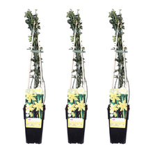 Buitenplant 3x Jasminum nudiflorum - Winterhard - Pot Ø 15cm Hoogte ↕ 65cm