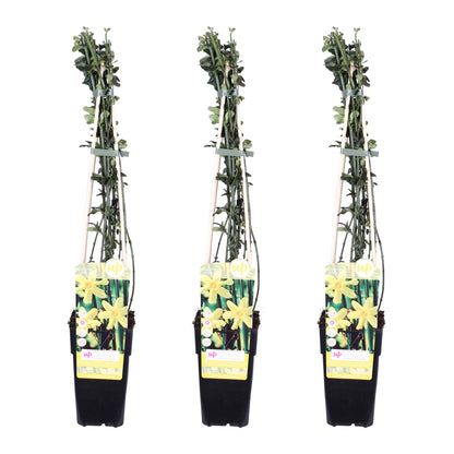 Buitenplant 3x Jasminum nudiflorum - Winterhard - Pot Ø 15cm Hoogte ↕ 65cm