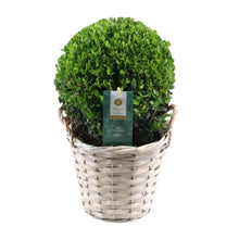 Buitenplant - Ilex Crenata 'Jenny' Ball - Winterhard - Pot Ø 17cm Hoogte ↕ 40cm