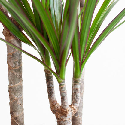 Kamerplant - Dracaena Marginata - Inclusief grijze sierpot - Pot Ø 21cm Hoogte ↕ 95cm