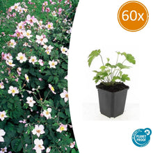 Buitenplant 60x Anemone tom. 'Robustissima' - Bloeiend - Pot Ø 9cm Hoogte ↕ 10-25cm
