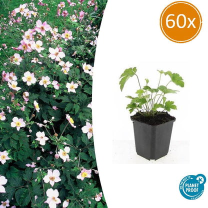 Buitenplant 60x Anemone tom. 'Robustissima' - Bloeiend - Pot Ø 9cm Hoogte ↕ 10-25cm