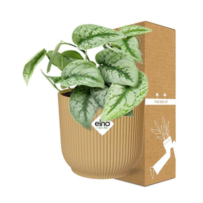 Kamerplant - Scindapsus Pictus 'Trebie' - Pot Ø 14cm