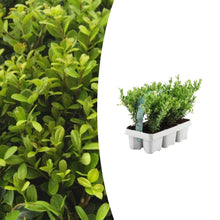 Buitenplant 6x Ilex crenata 'Jenny' - Pot Ø 7cm Hoogte ↕ 15cm