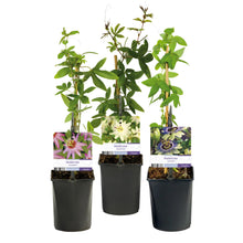 Buitenplant 3x Passiflora 'Tricolour' - Bloeiend - Pot Ø 11cm Hoogte ↕ 40cm