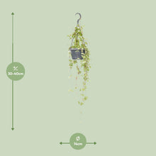 Kamerplant - Ceropegia Linearis 'Iris' - Hangplant - Pot Ø 14cm Hoogte ↕ 38cm